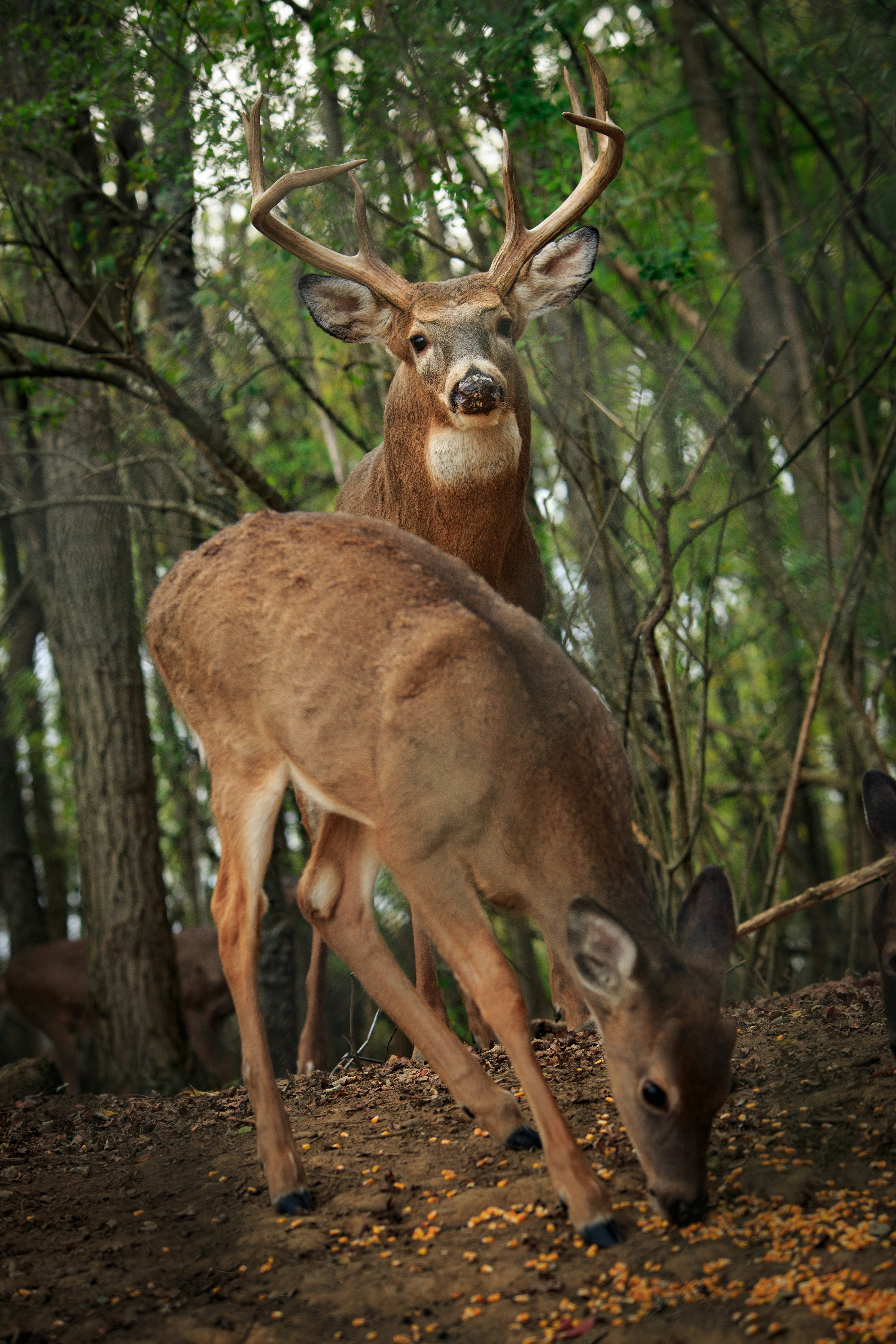 White-Tailed Deer